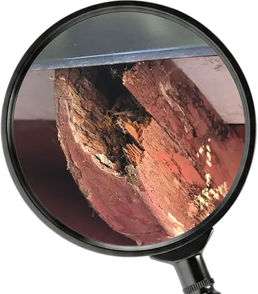 dryrot