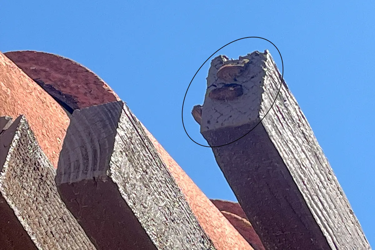 Fungal growth on rafter end caused by dryrot