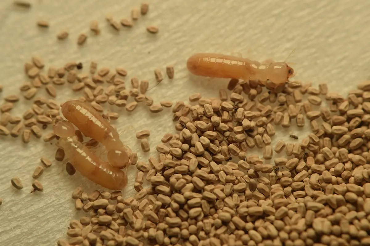 Close-up of drywood termites next to frass pellets