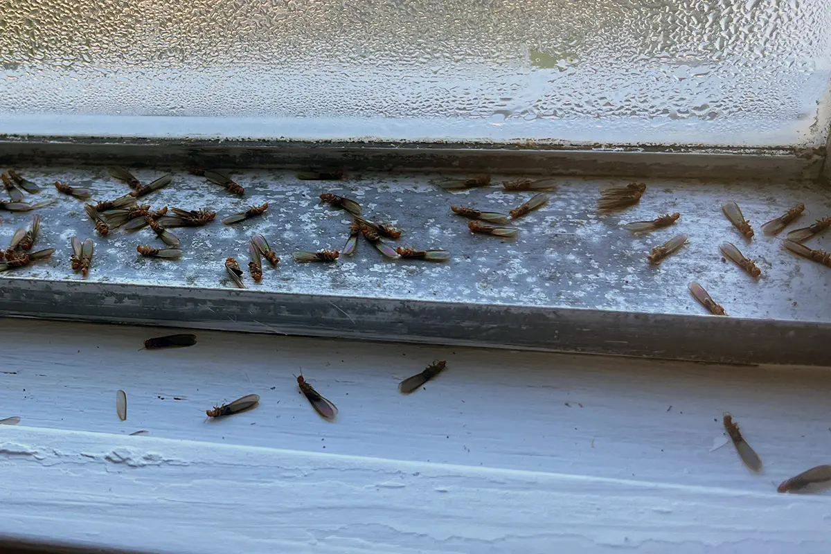 Shed termite wings and dead swarmers on windowsill