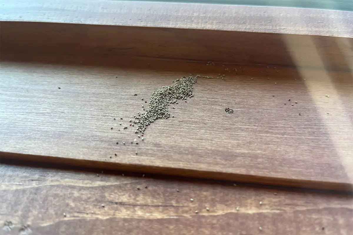 Frass on windowsill near drywood termite kick-out hole