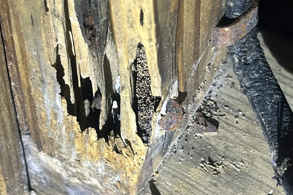 Extensive internal damage from drywood termites with visible frass