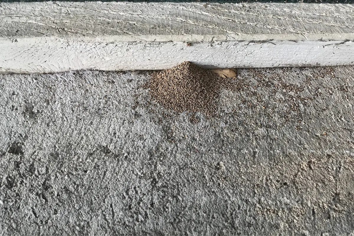 Drywood termite frass pile beneath a kick-out hole