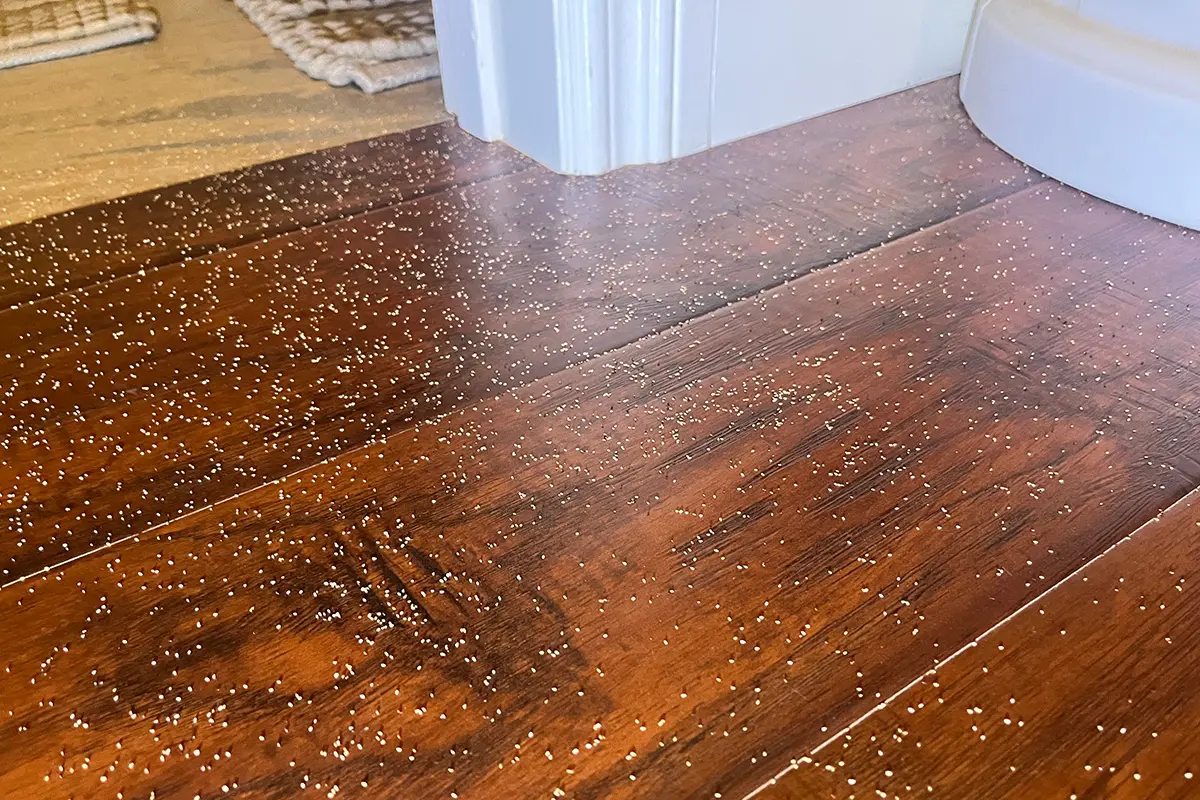 Scattered drywood termite frass on hardwood floor