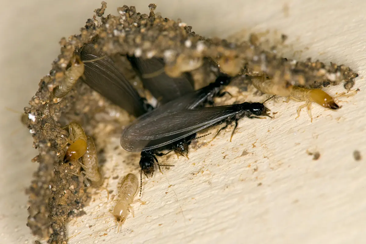 Subterranean termites with visible swarmers and soldiers