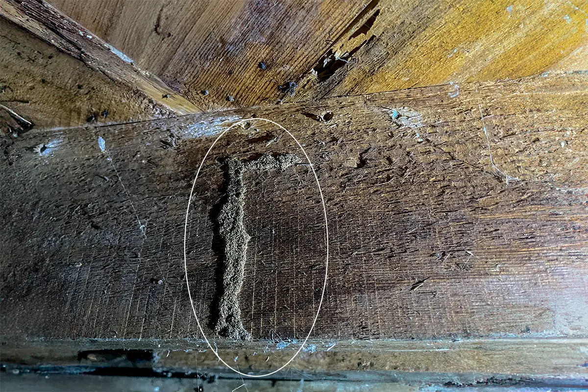 Subterranean termite mud tube on damaged wood surface