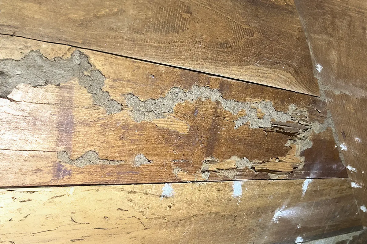 Network of subterranean termite mud tubes across wood