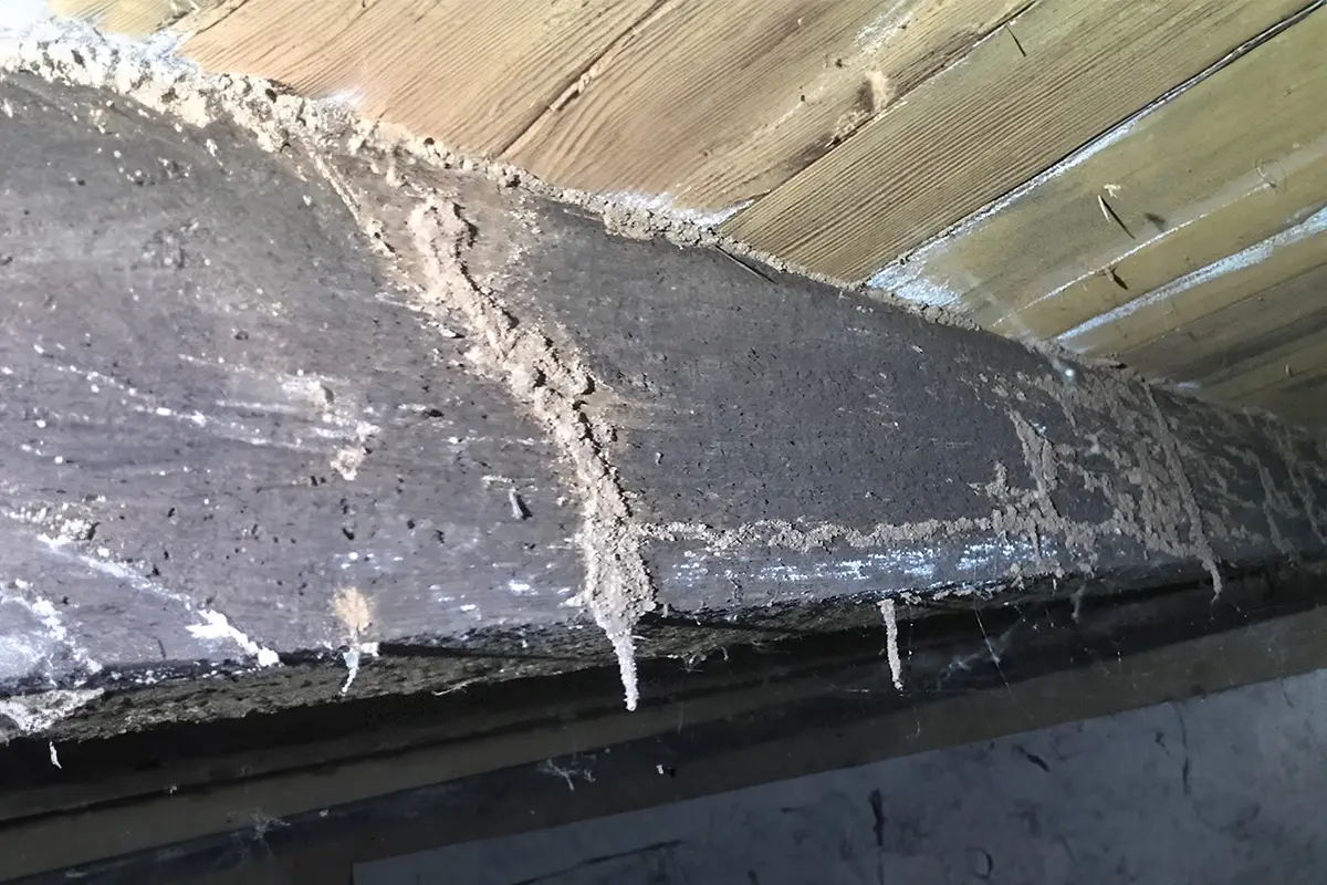Heavy mud tube infestation on beam in crawl space