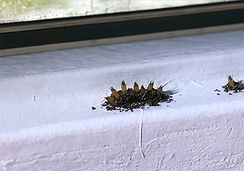 Subterranean termite soldiers guarding swarmers during exit