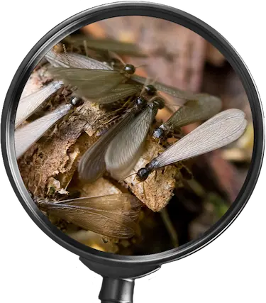 subterranean Termites